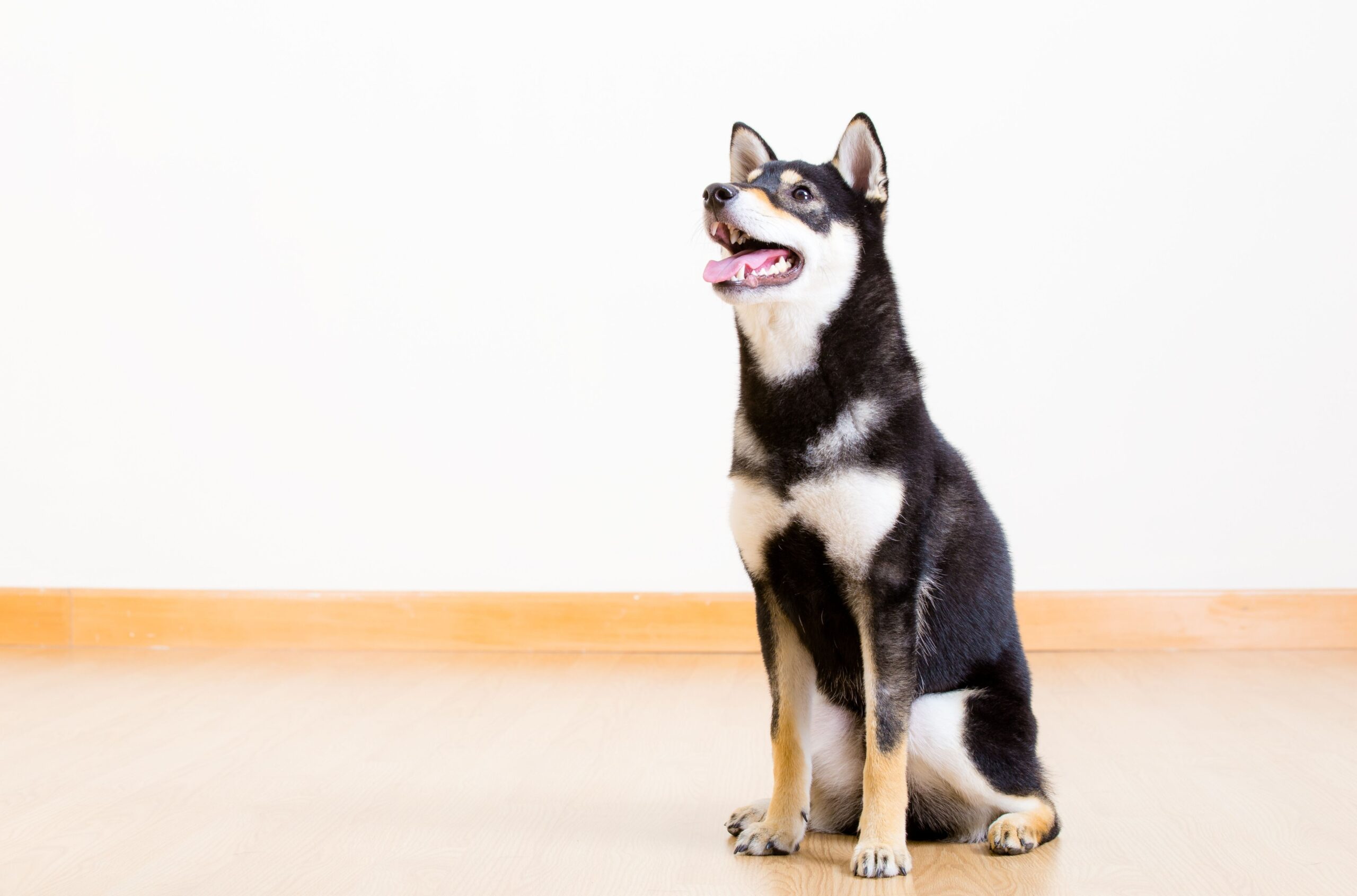 Jak nauczyć psa komendy zostań – krok po kroku