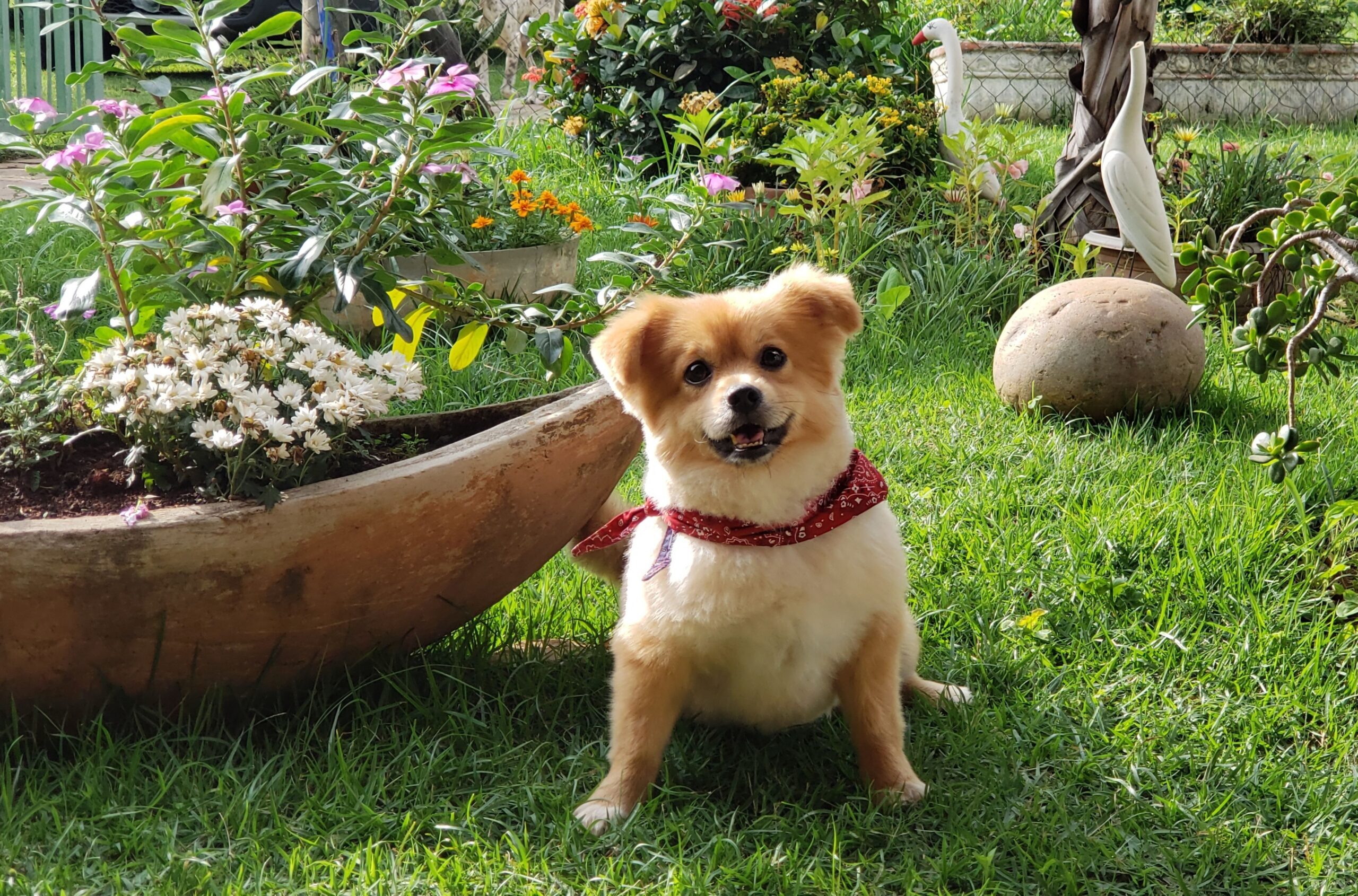 Pierwsze kroki – od czego zacząć naukę przywołania