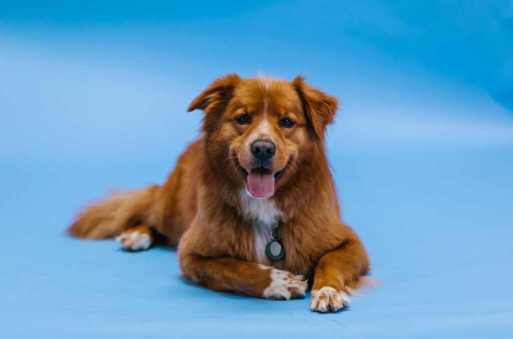 Dlaczego warto uczyć psa komendy „leżeć”