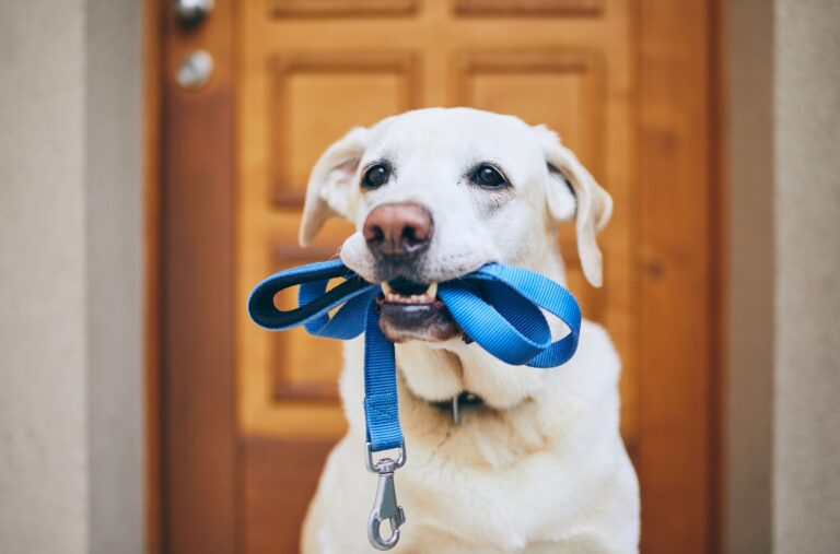 artykuły Jak nauczyć psa posłuszeństwa na spacerze? Praktyczne porady dla właścicieli psów